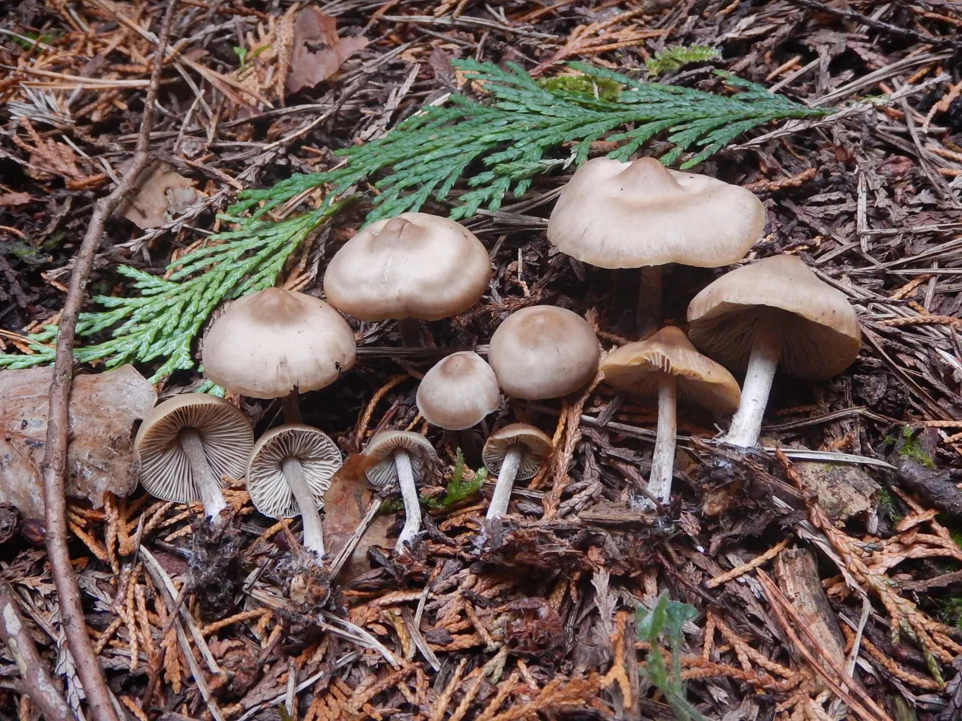Myochromella boudieri,21-10-26